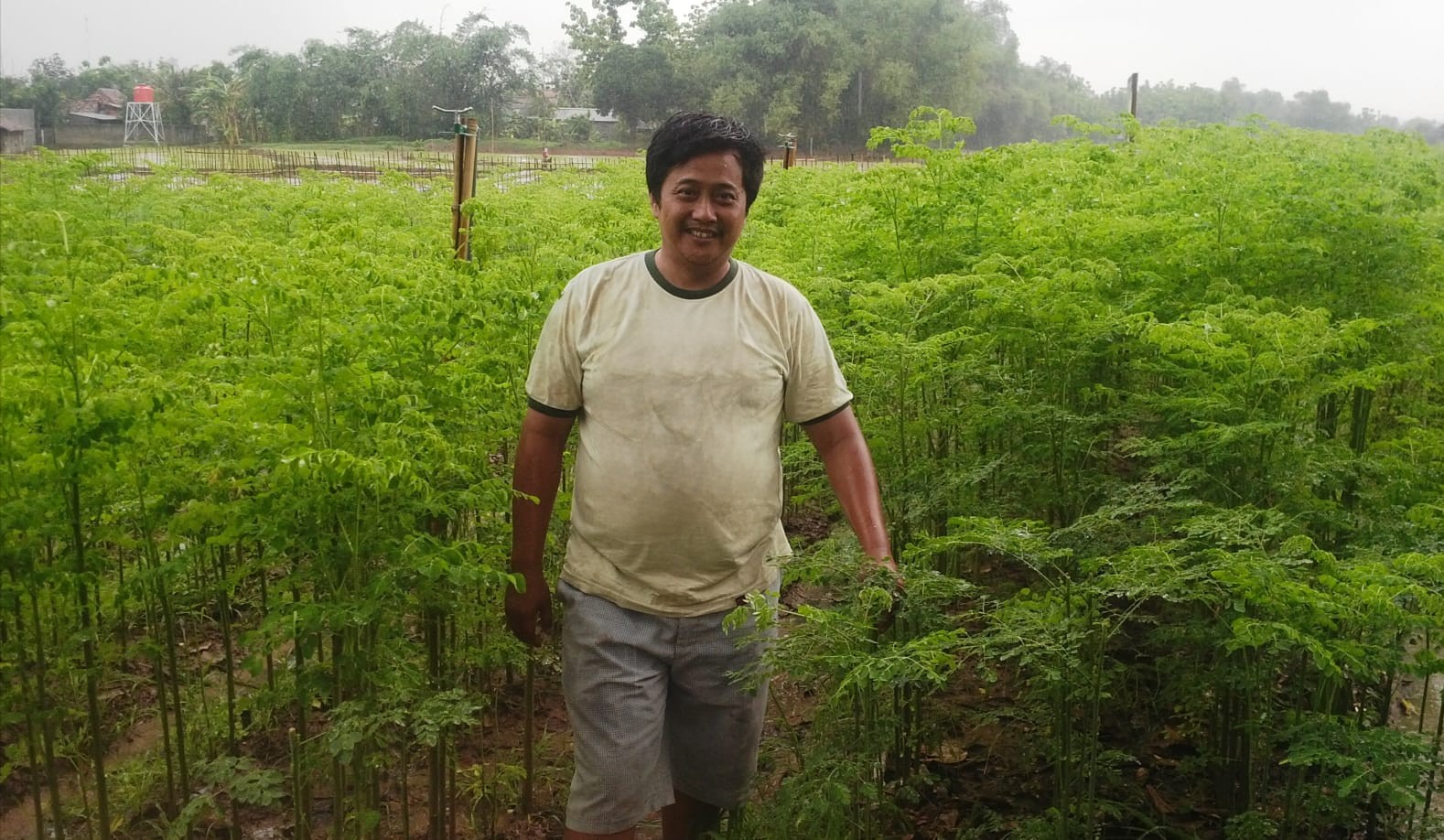 Moringa garden farmer