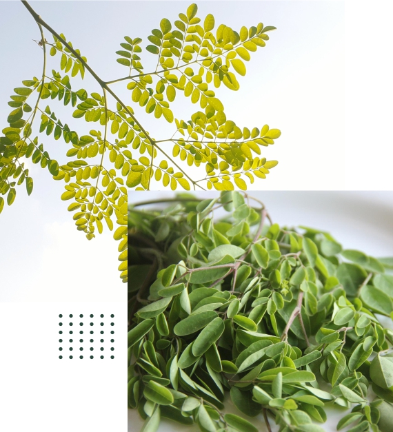 moringa leaves