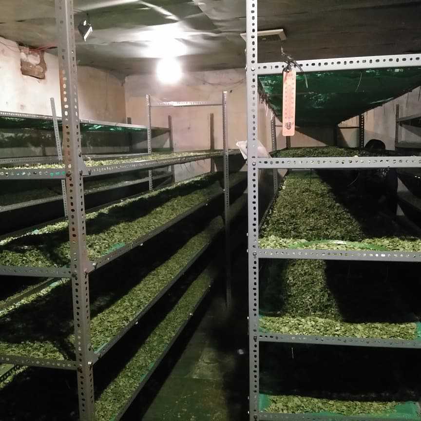 moringa leaf drying