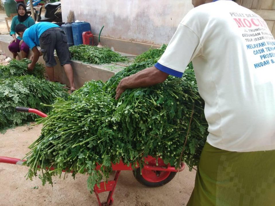 moringa farmer